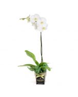Pearl Essence Exotic Orchid Plant