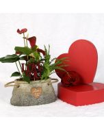 Valentine's Day Romantic Anthurium