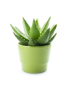 Chartreuse Elegance Aloe Vera Plant