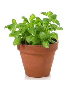 Kitchen Secrets Collection - Basil Plant