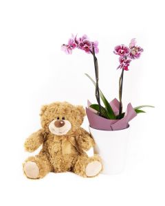 Potted Orchids and Bear