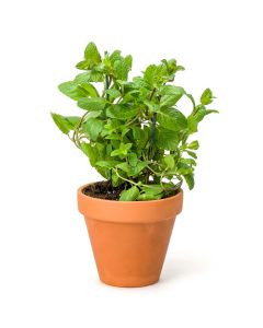 Kitchen Secrets Collection - Mint Plant