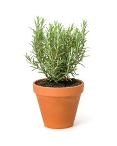 Kitchen Secrets Collection - Rosemary Plant