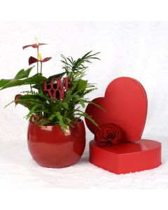 Valentine's Day Ardent Red Anthurium
