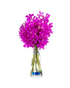 The Premium Pink Exotic Orchids Gift