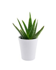 Calm Recollections Aloe Vera Plant