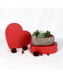 Valentine's Day Heart Succulent Trio