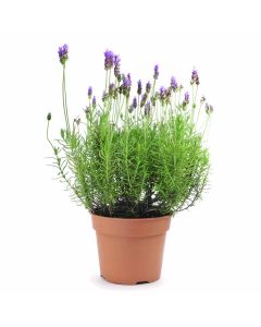 Eternally Fragrant Lavender Plant