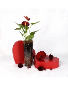 Valentine's Day Statement Red Anthurium