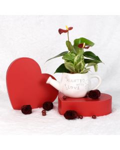 Valentine's Day Planted With Love Anthurium