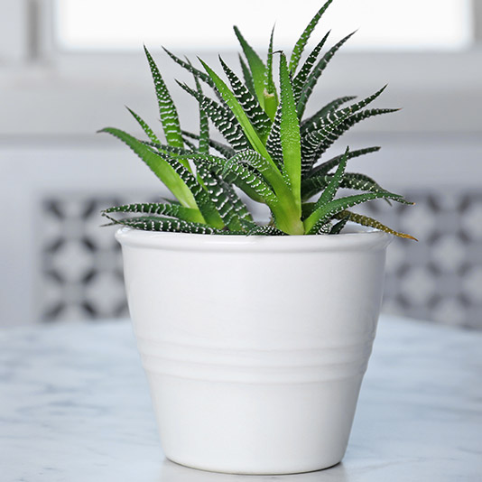 Aloe Vera Gift Delivery – Chicago Floral Designs