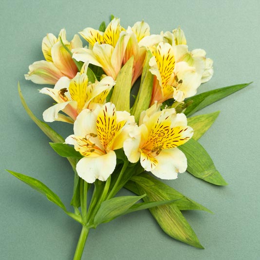 Peruvian Lilies Gift Delivery – Chicago Floral Designs