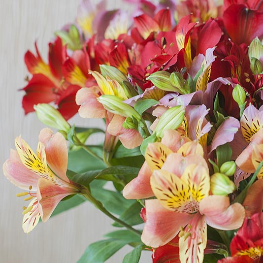 Peruvian Lilies Gift Delivery – Chicago Floral Designs