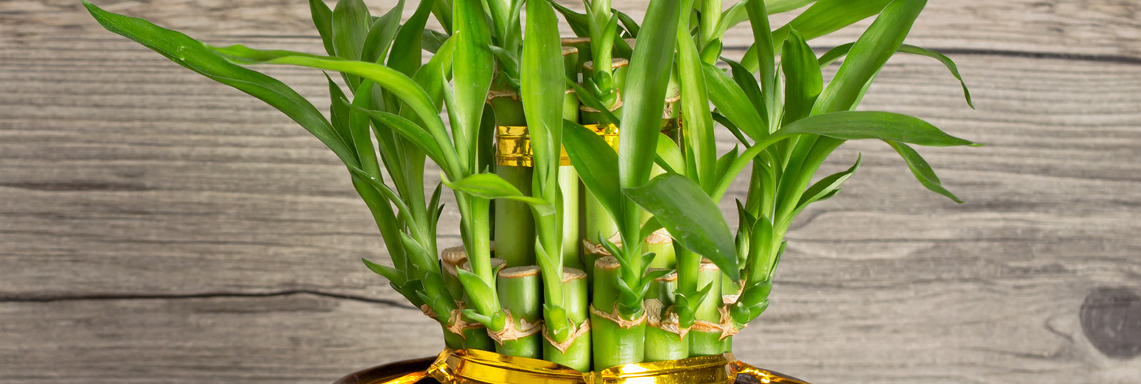 Bulbs & Bamboo Gift Delivery – Chicago Floral Designs