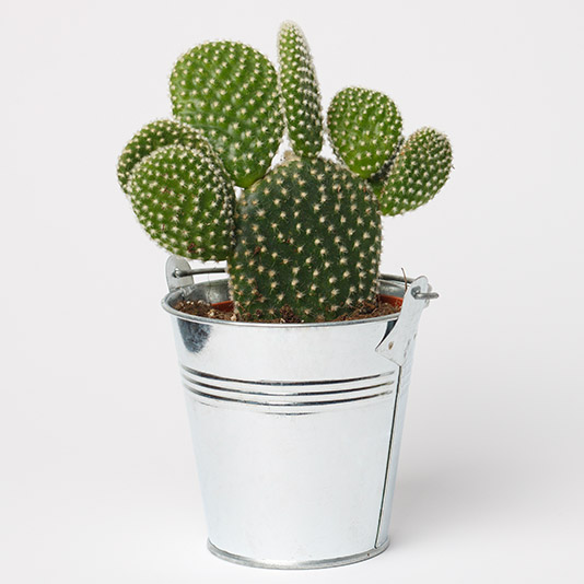 Cactus Gift Delivery – Chicago Floral Designs