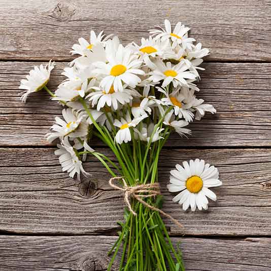 Daisies Gift Delivery – Chicago Floral Designs