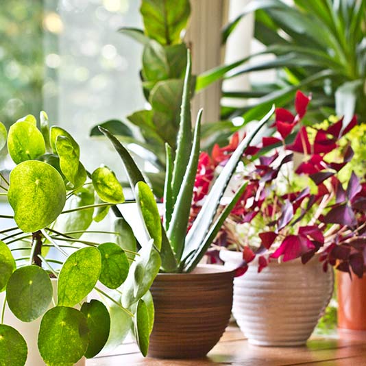 House Plants Gift Delivery – Chicago Flower Designs
