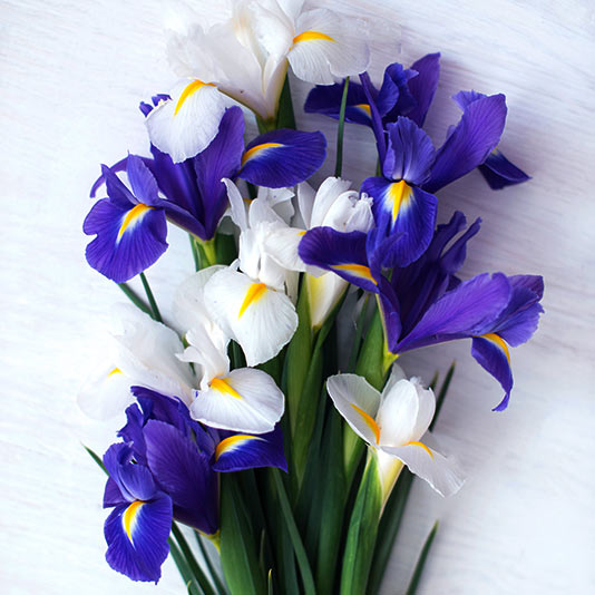 Iris Gift Basket Delivery – Chicago Floral Designs