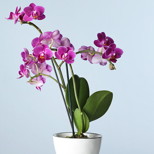Orchid Gift Delivery – Chicago Floral Designs