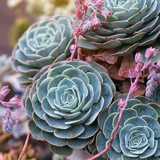 Succulent Garden Gift Delivery – Chicago Floral Designs
