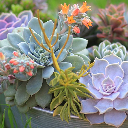 Succulent Garden Gift Delivery – Chicago Floral Designs