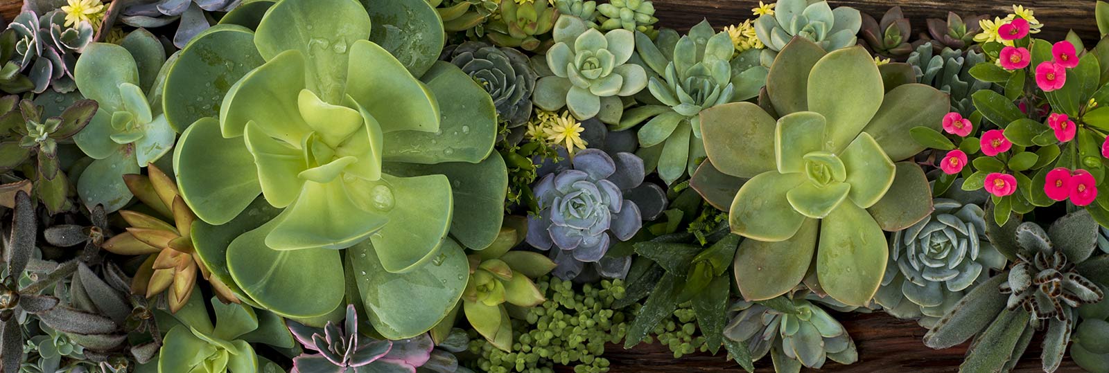 Succulents & Cacti Gift Delivery – Chicago Floral Designs