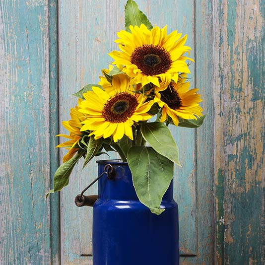 Sunflower Gift Delivery – Chicago Floral Designs
