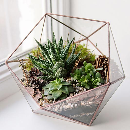 Terrariums Gift Delivery – Chicago Floral Designs